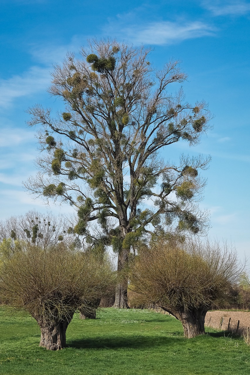 landscape meadowlands trees free photo