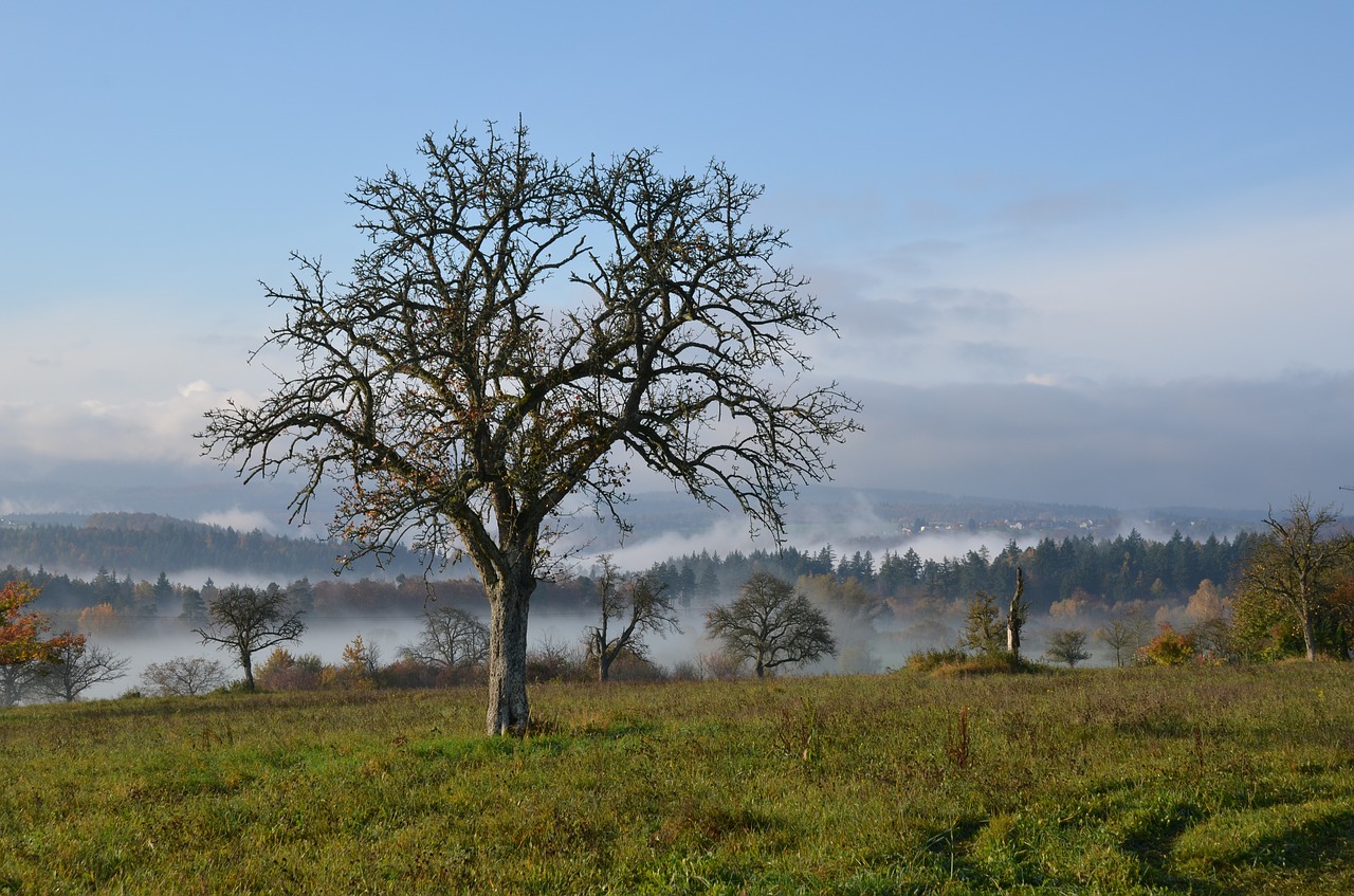 landscape fog trees free photo