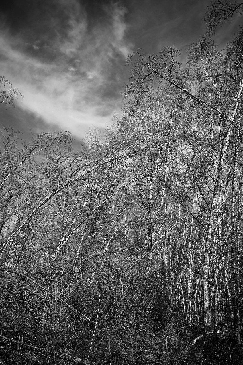 landscape meadowlands trees free photo