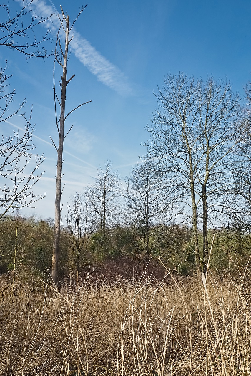 landscape meadowlands trees free photo