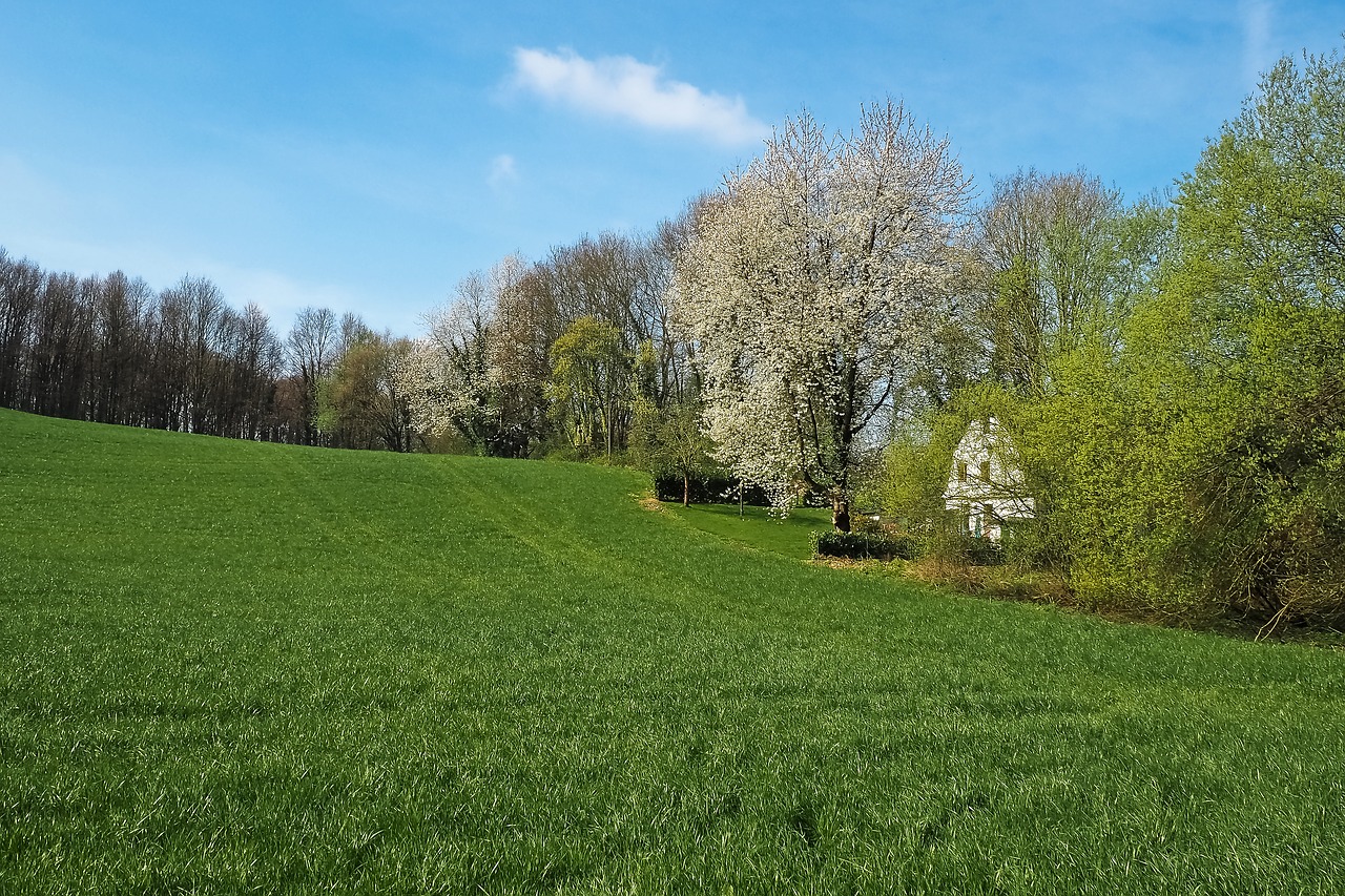 landscape field nature free photo