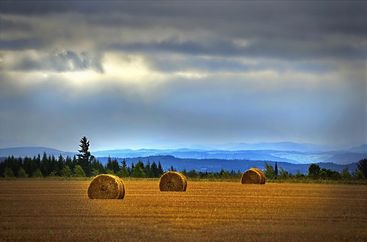 landscape hay field free photo