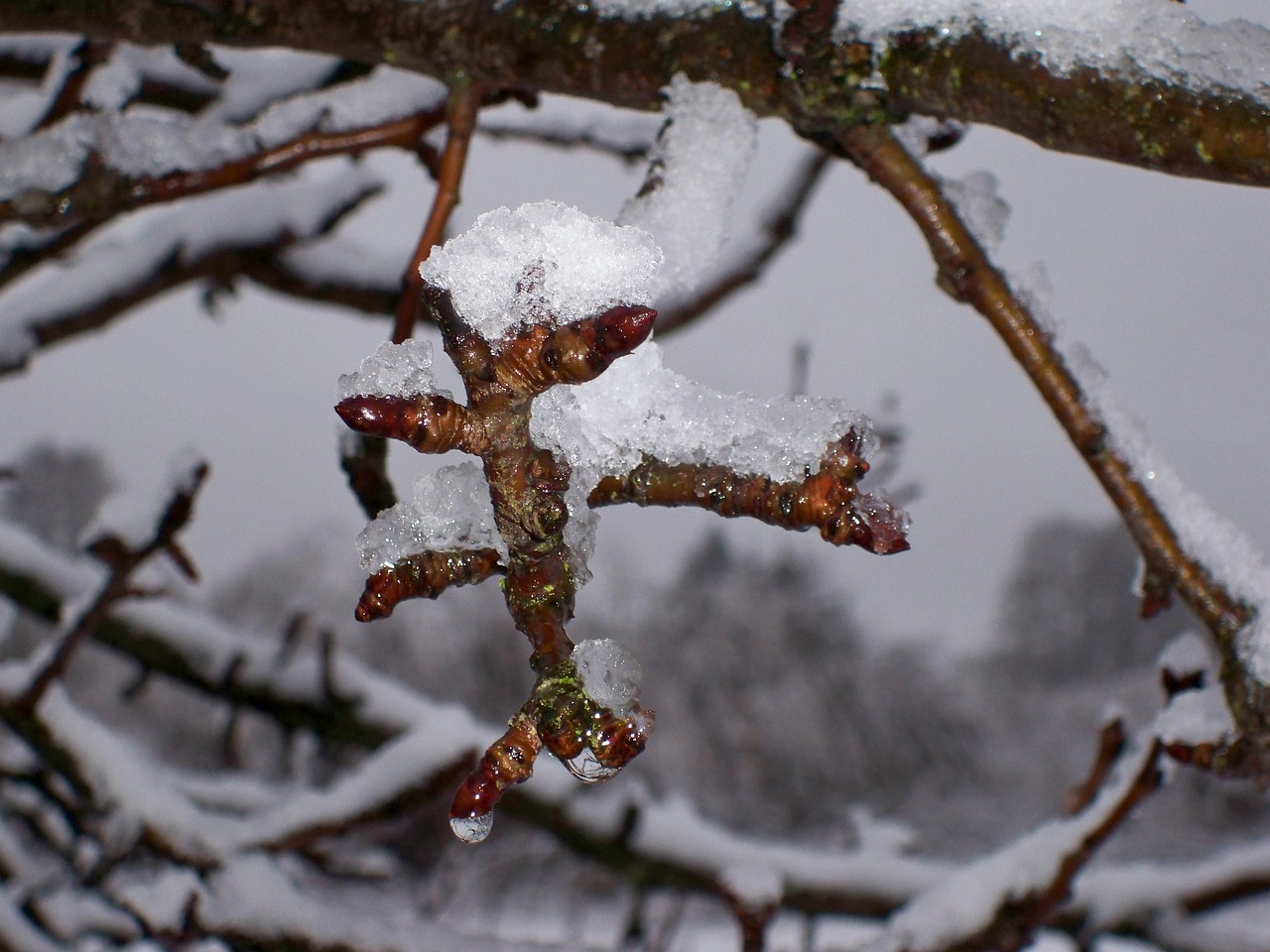 landscape winter tree free photo