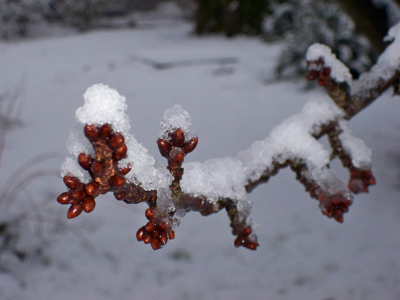 landscape winter tree free photo