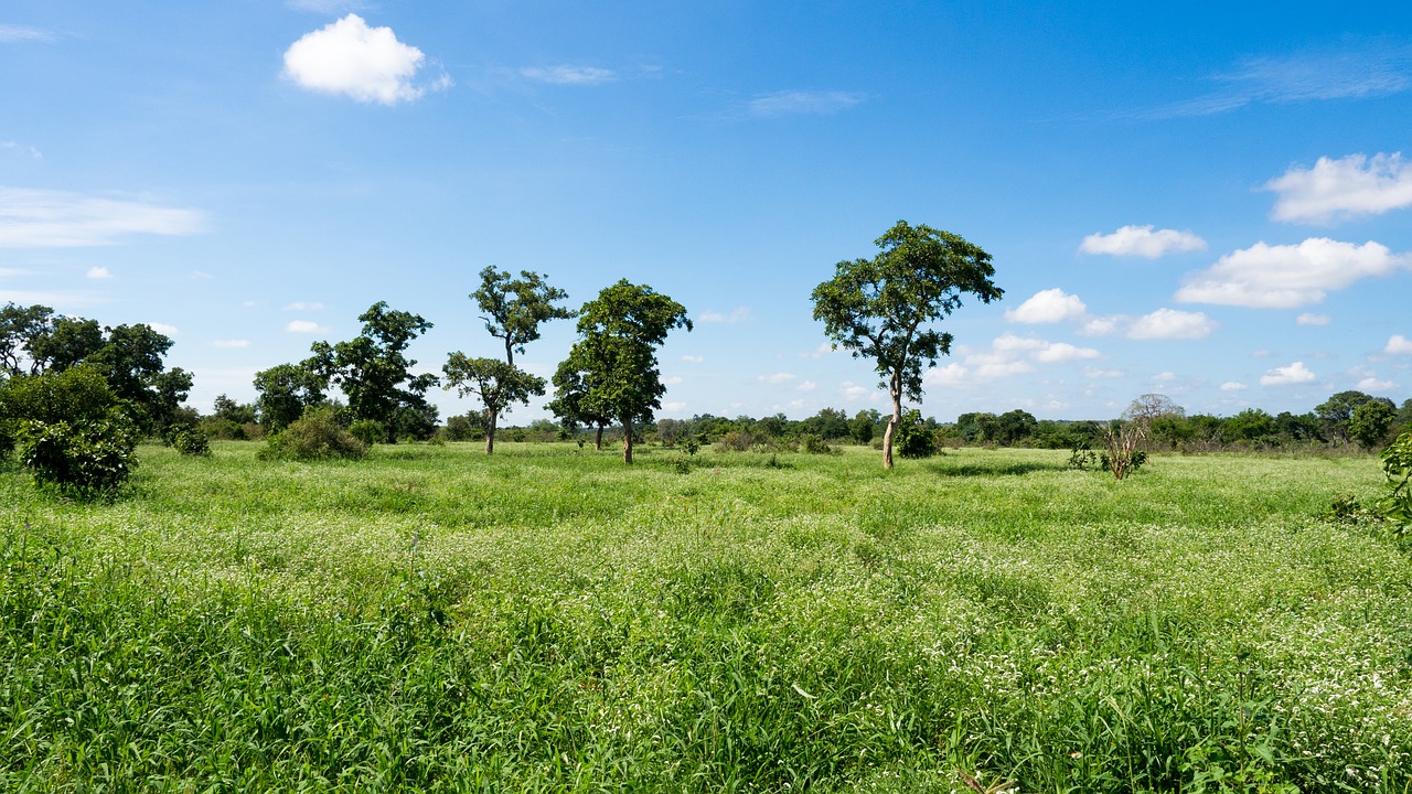 landscape large green free photo