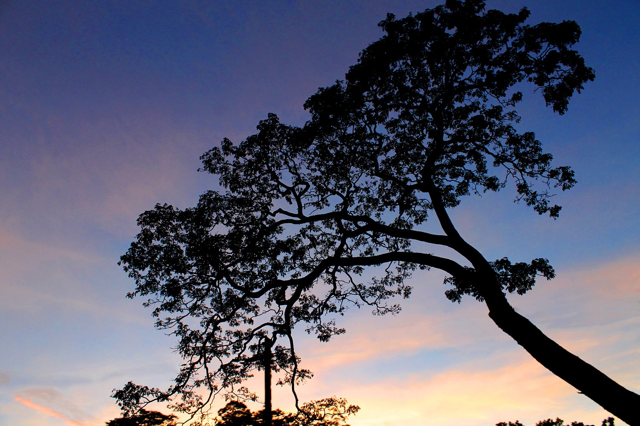 landscape silhouette tree free photo