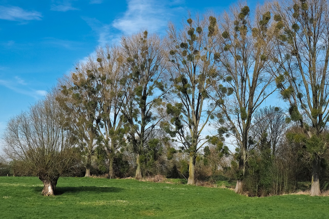 landscape meadowlands trees free photo