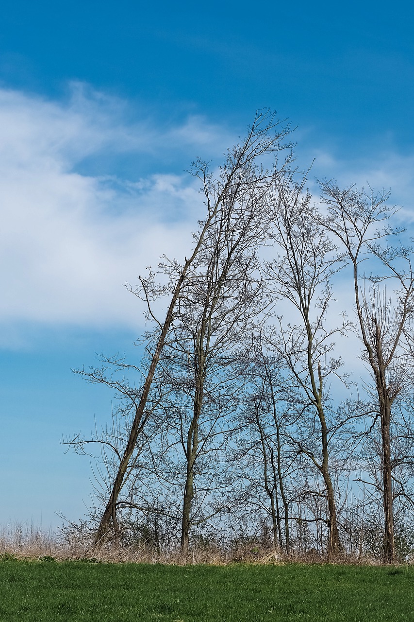 landscape meadowlands trees free photo