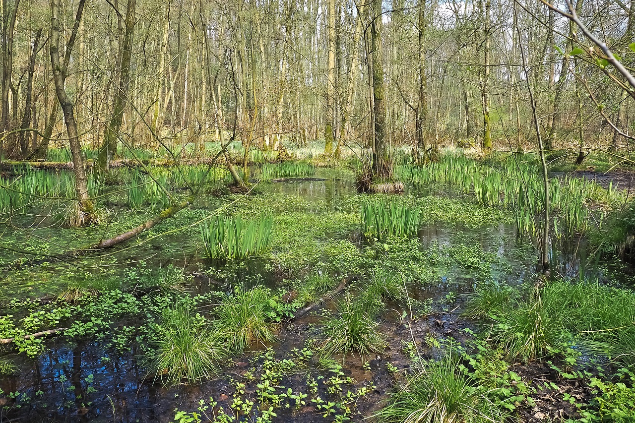 landscape swamp marsh free photo