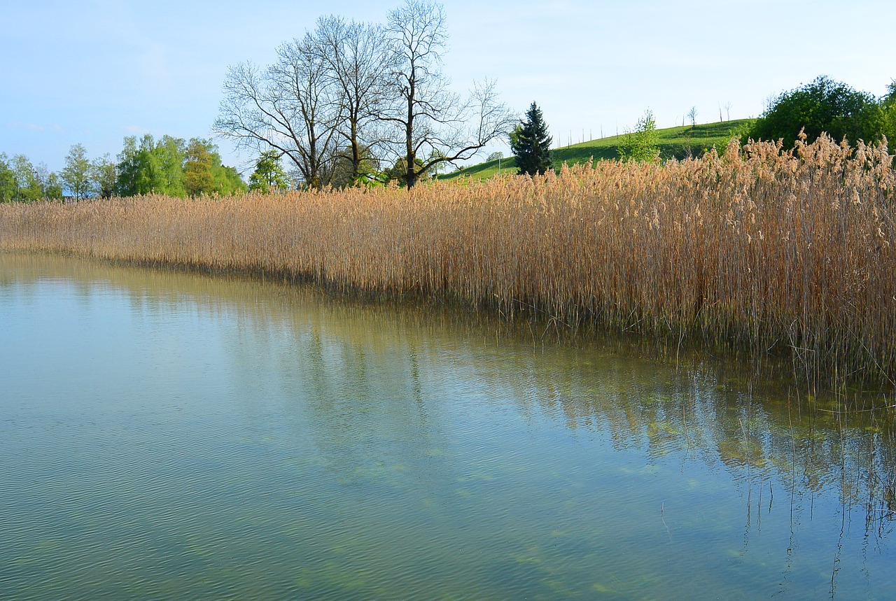 landscape reed bank free photo