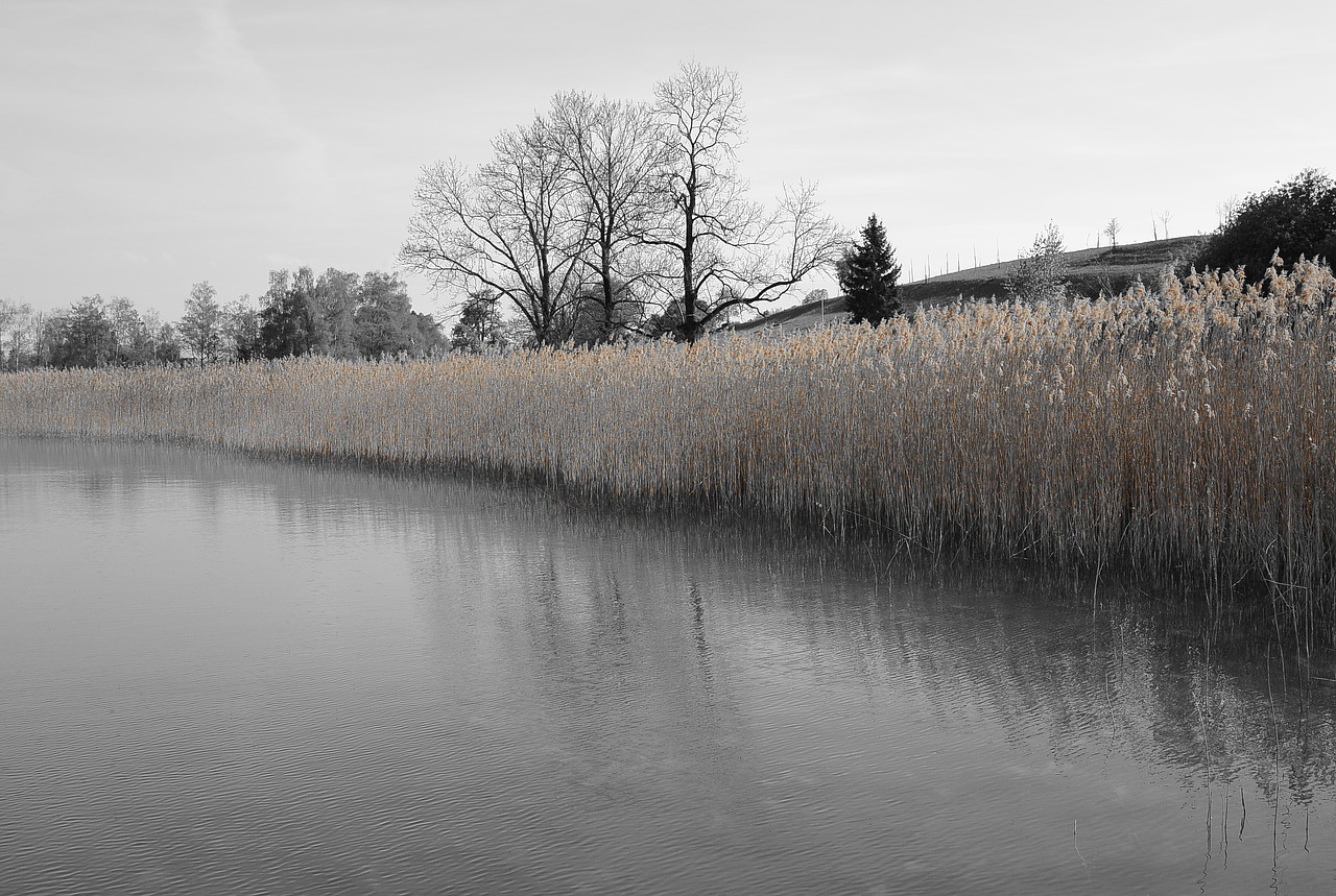 landscape reed bank free photo