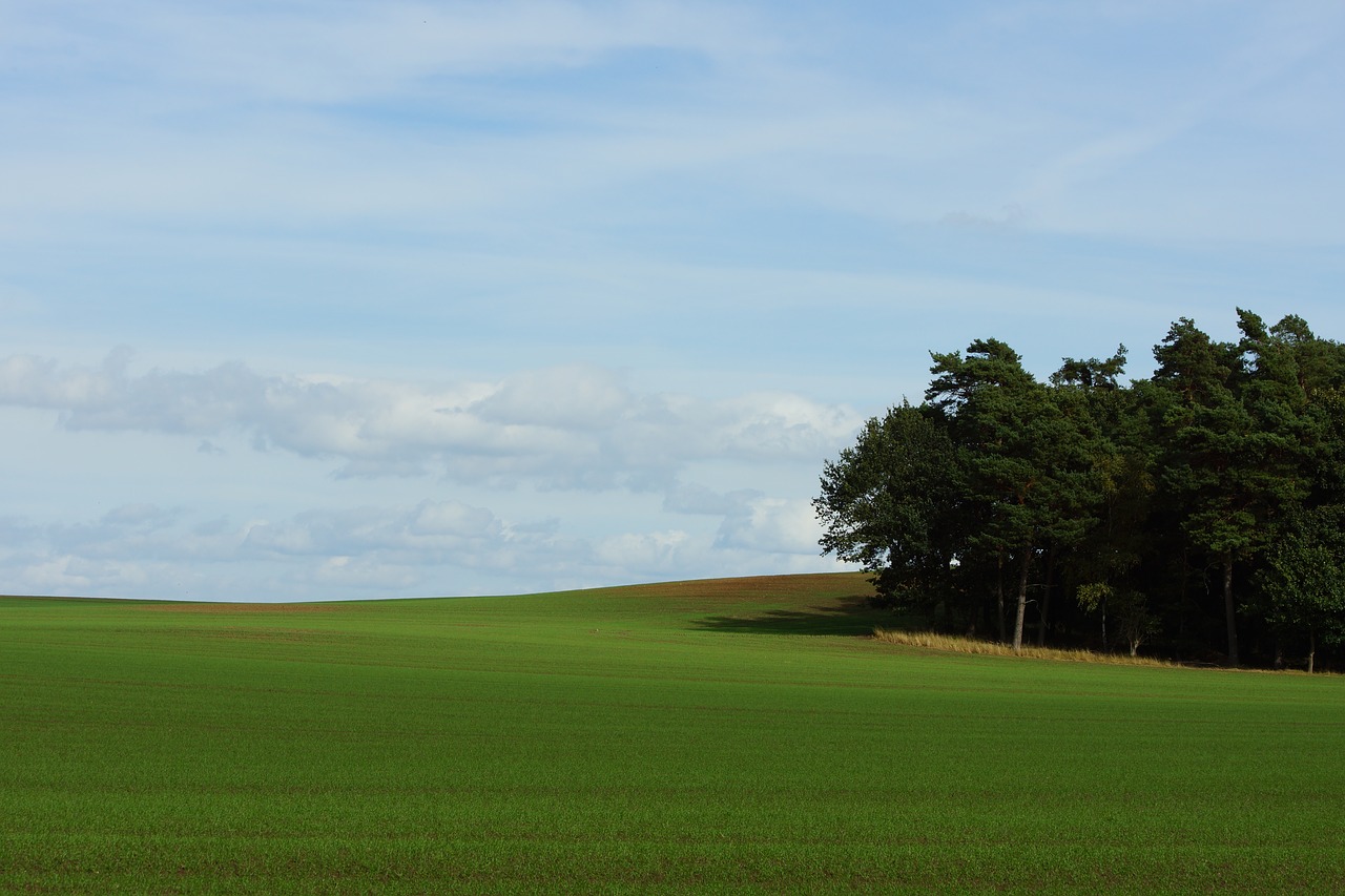 landscape forest meadow free photo