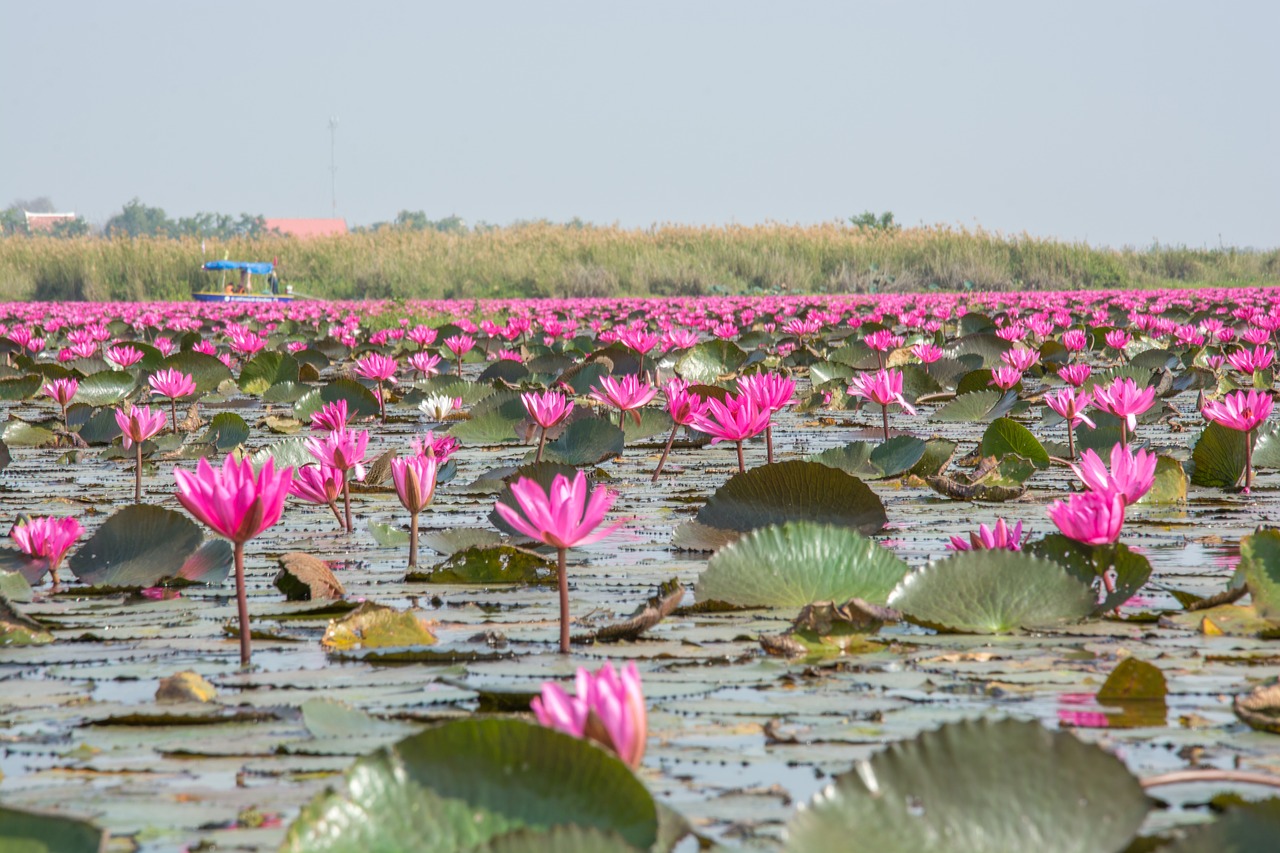 landscape lotus nature free photo