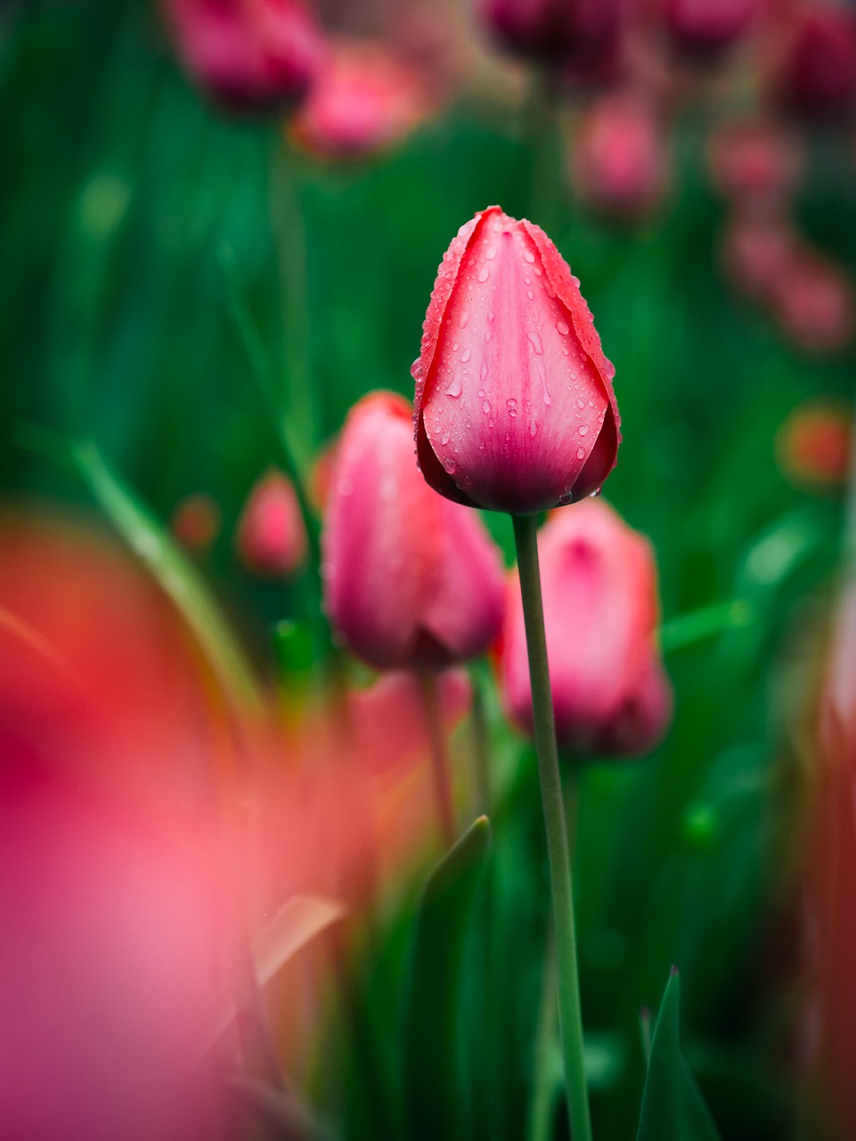 landscape tulips field free photo