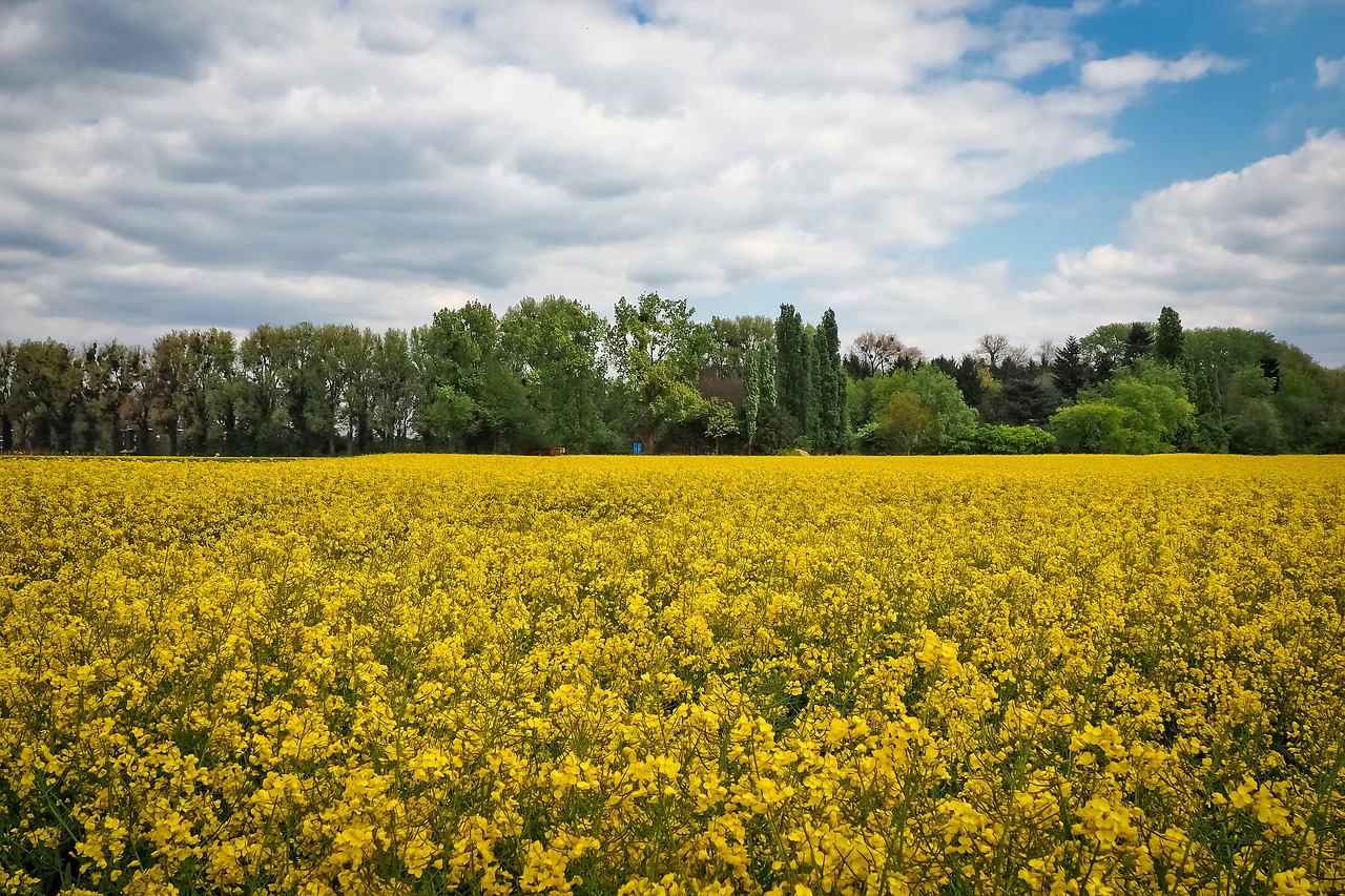 landscape field of rapeseeds oilseed rape free photo