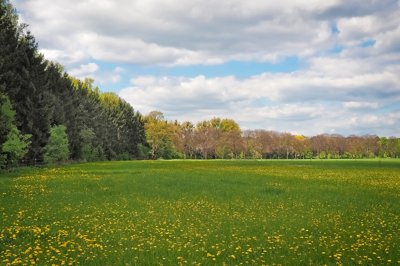 landscape meadow nature free photo