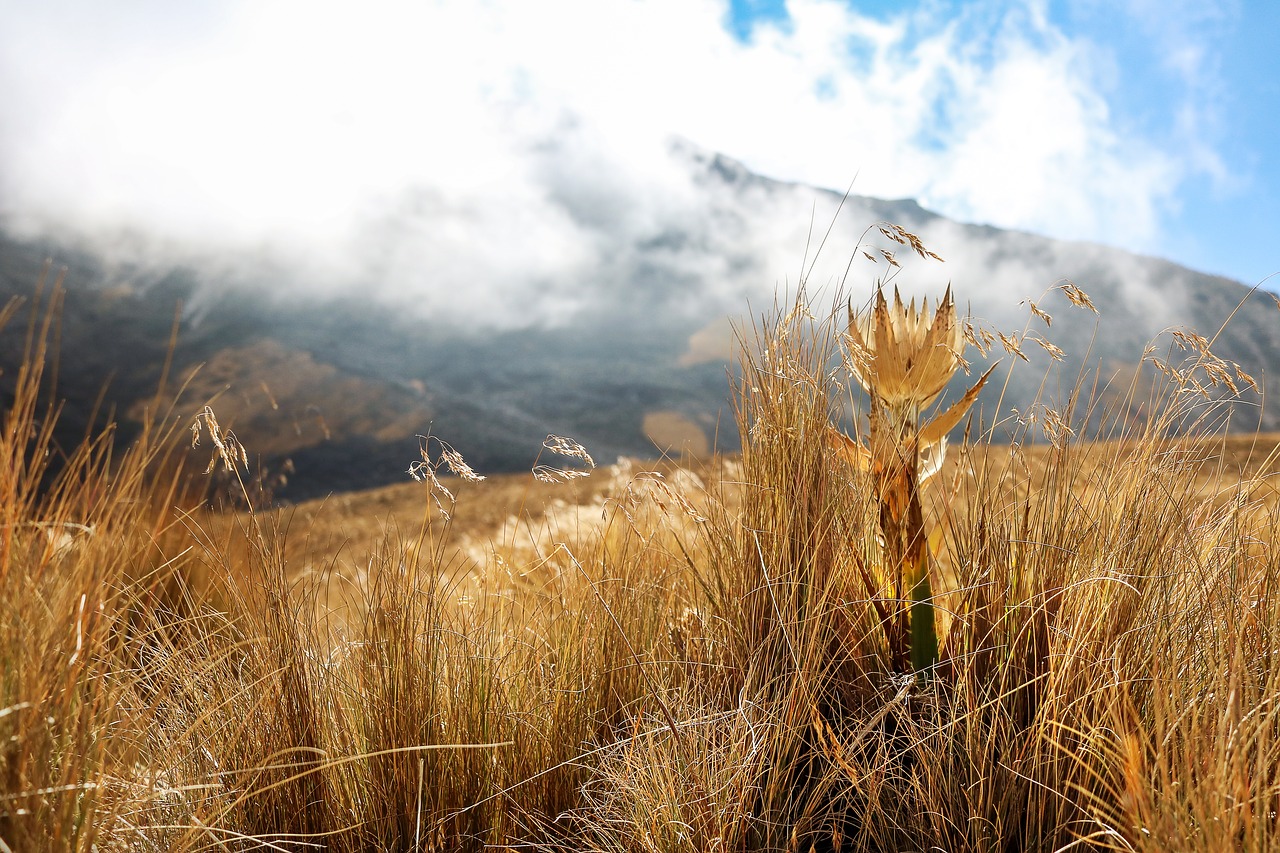 landscape flower mexico free photo