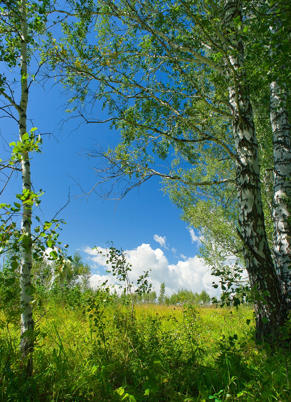 landscape summer sunny day free photo