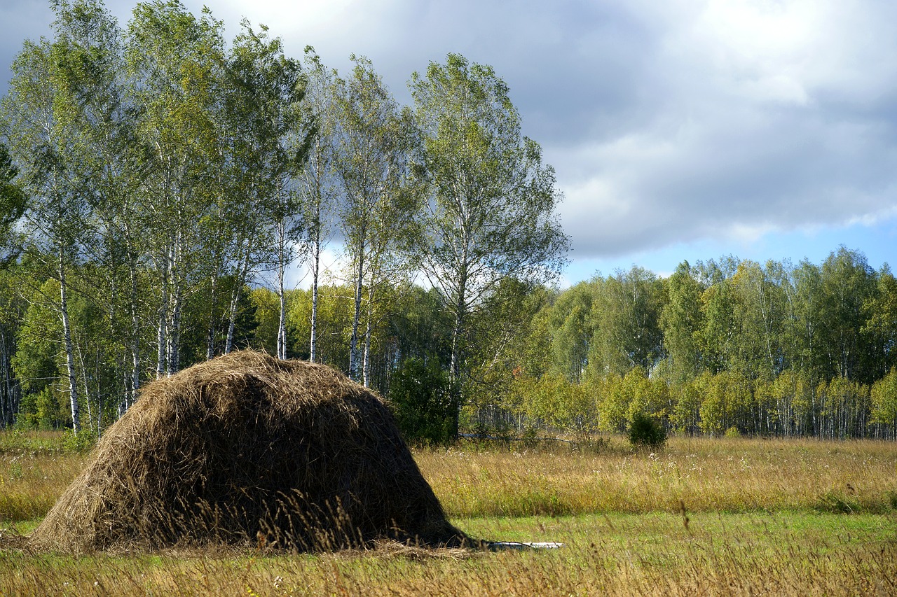 landscape summer day free photo