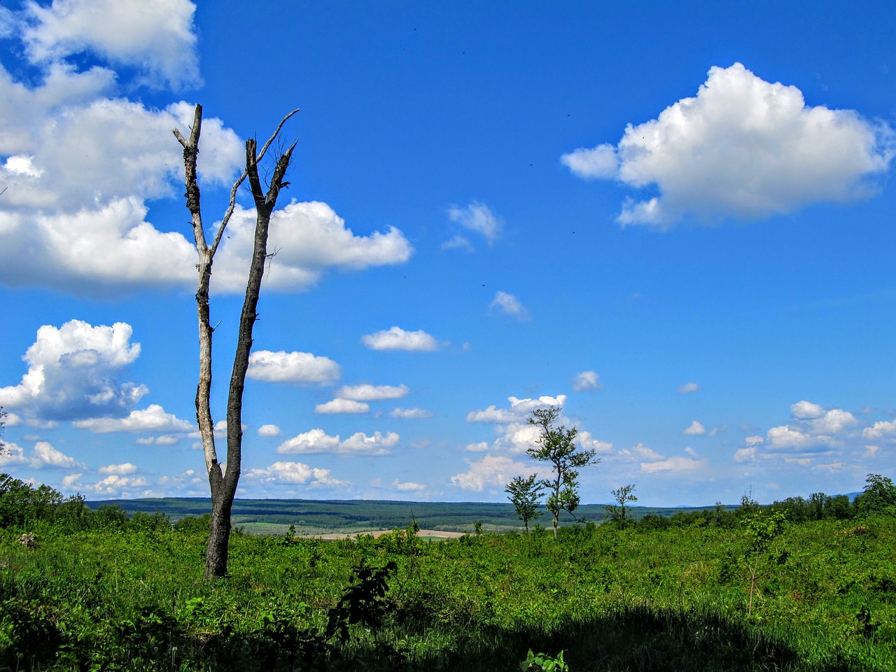 landscape wood dried up free photo