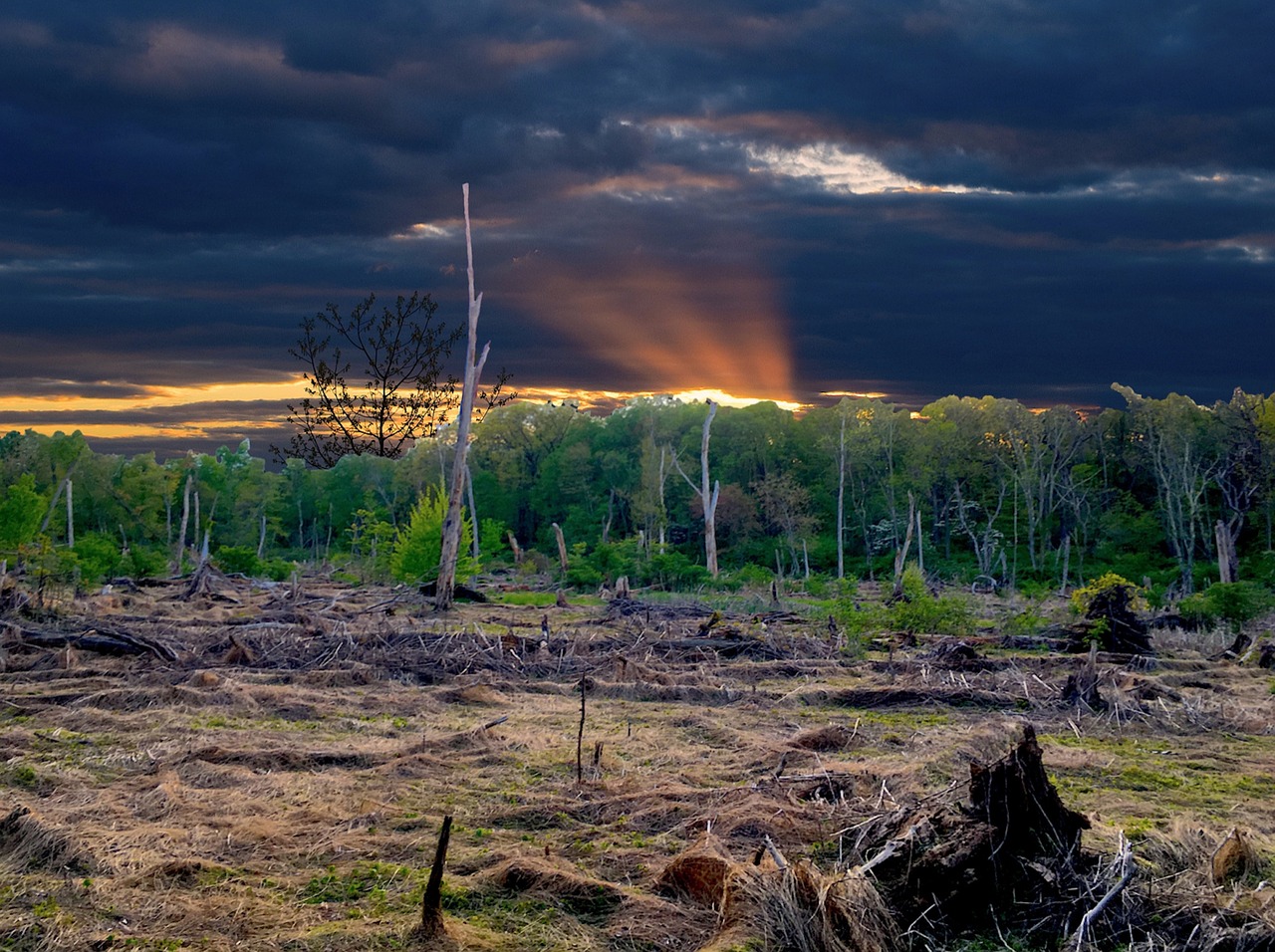 landscape swamp nature free photo