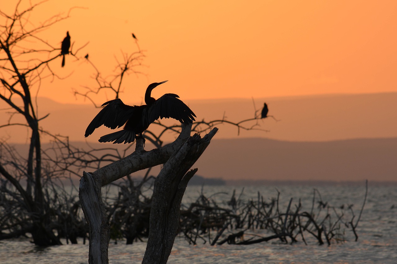 landscape bird nature free photo