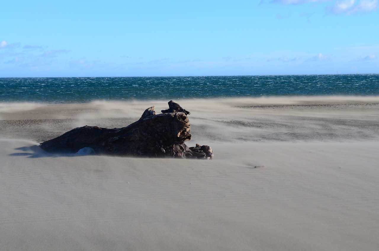 landscape beach trunk free photo