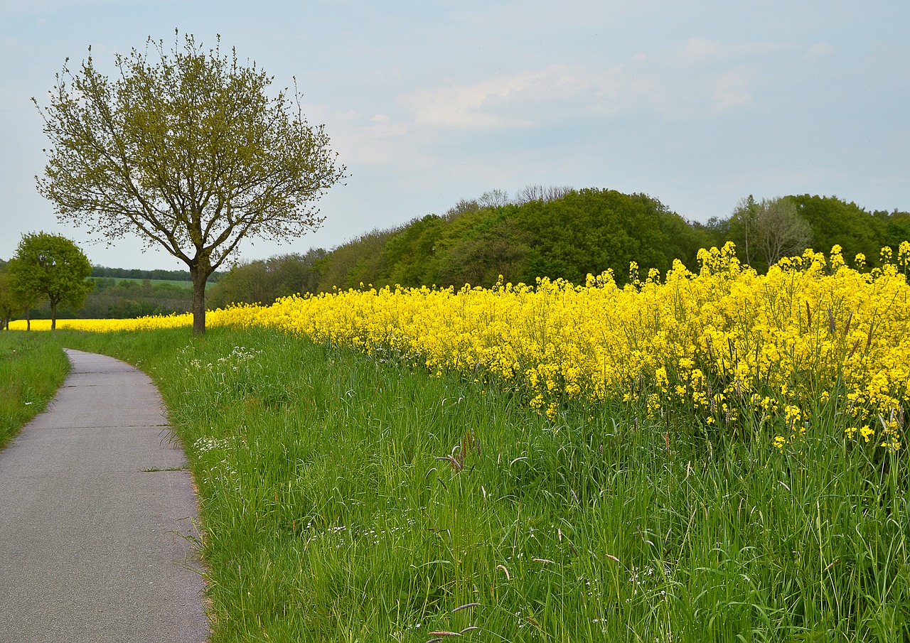 landscape spring grasses free photo