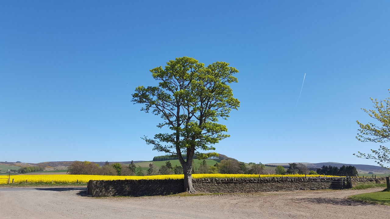 landscape tree nature free photo