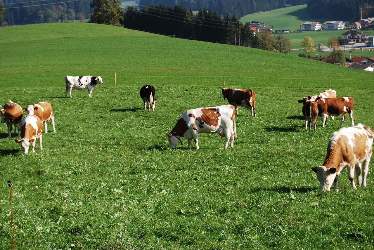 landscape cows mountain meadows free photo