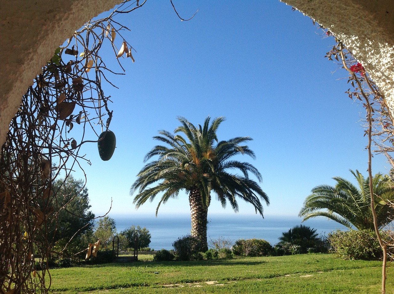 landscape palm tree arc free photo