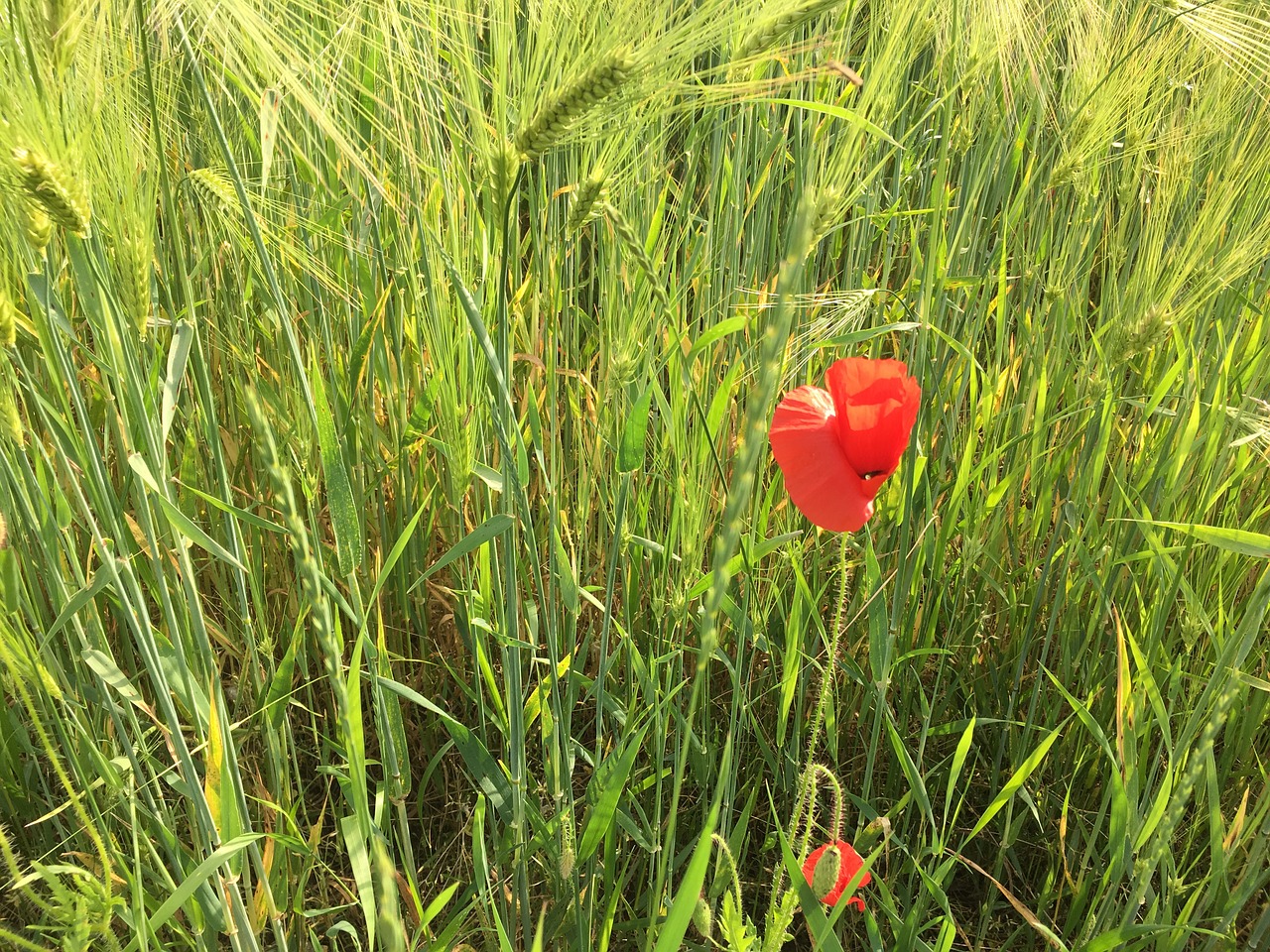 landscape grass field free photo