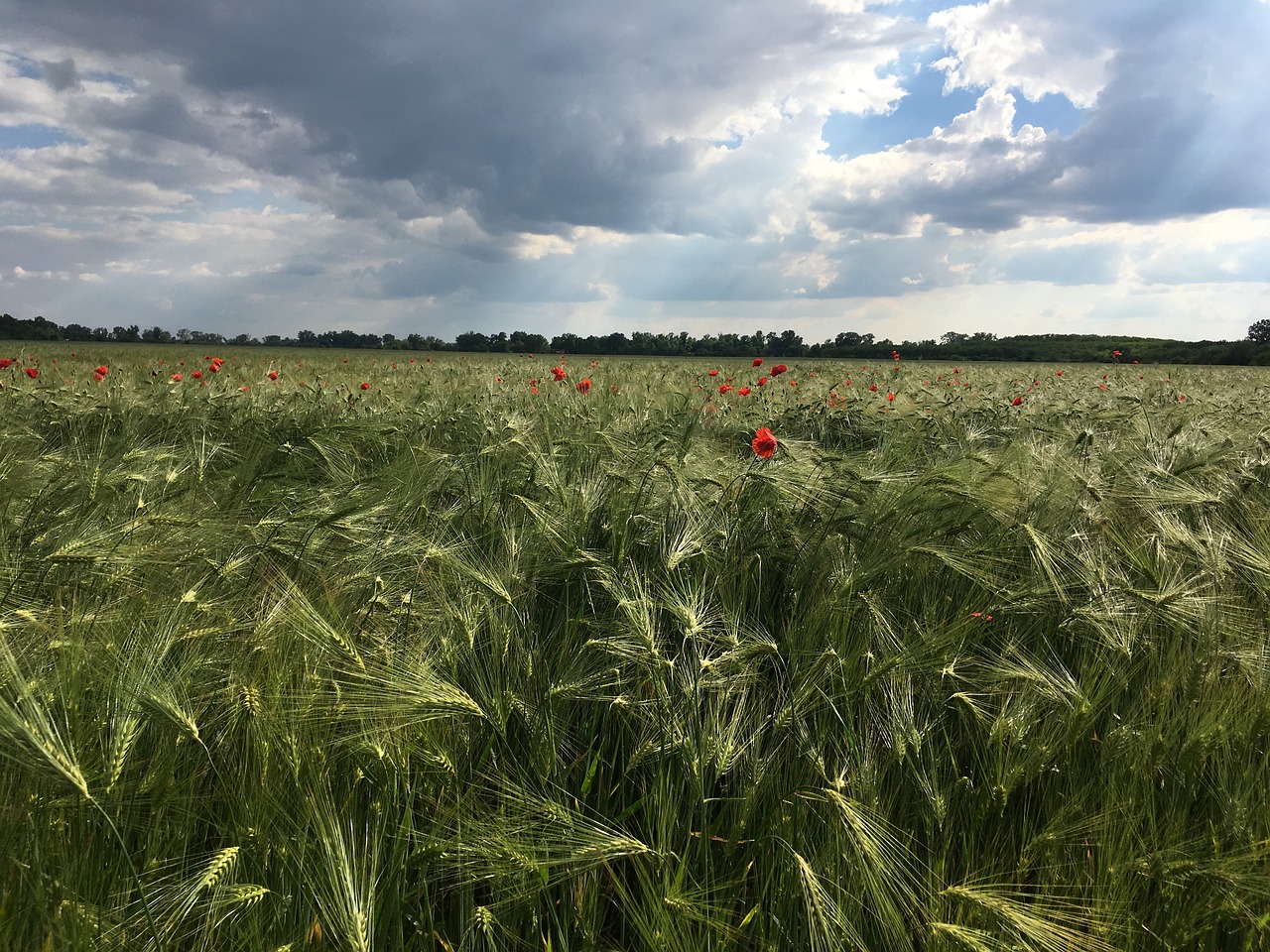 landscape grass field free photo