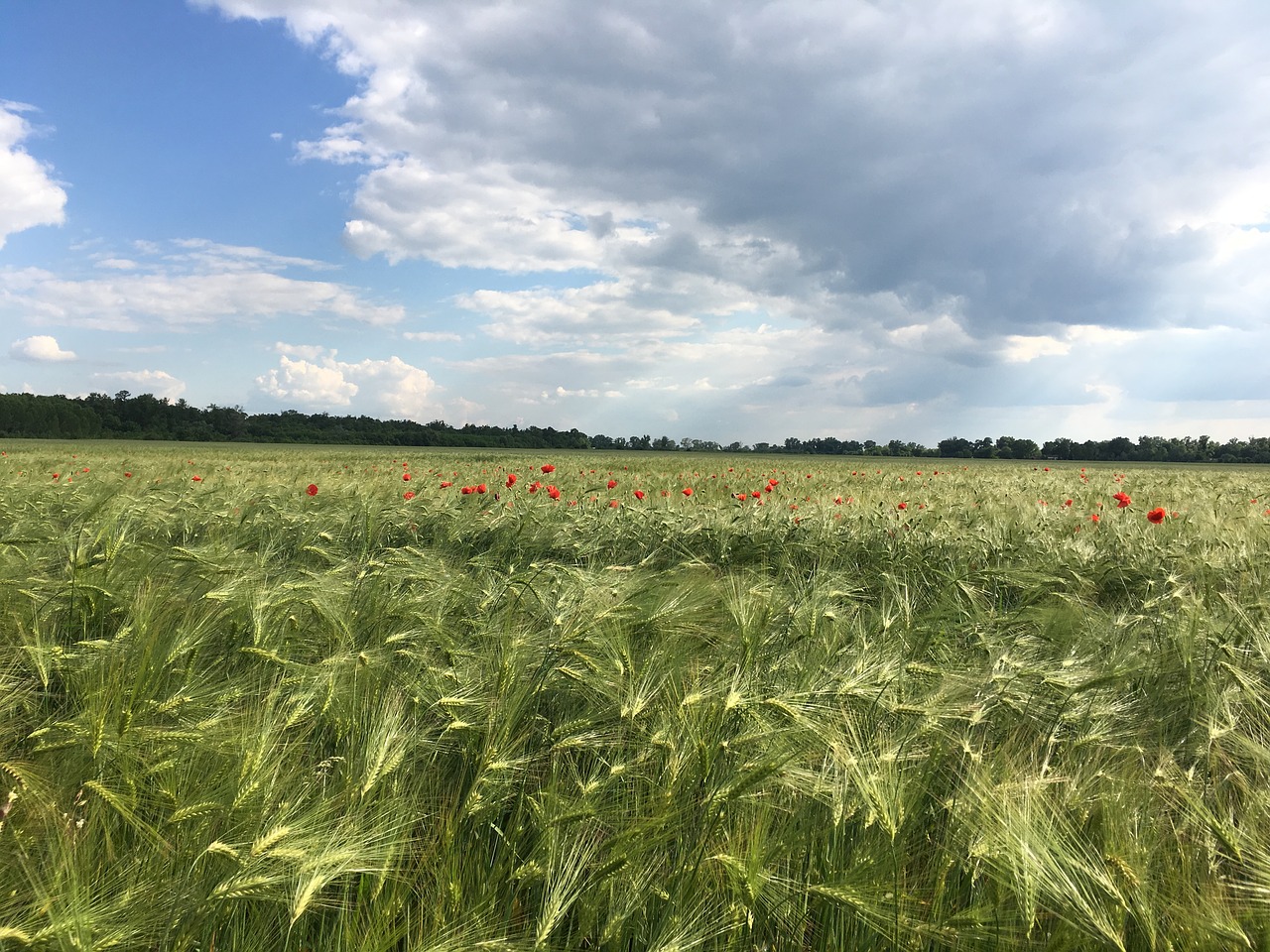 landscape grass field free photo