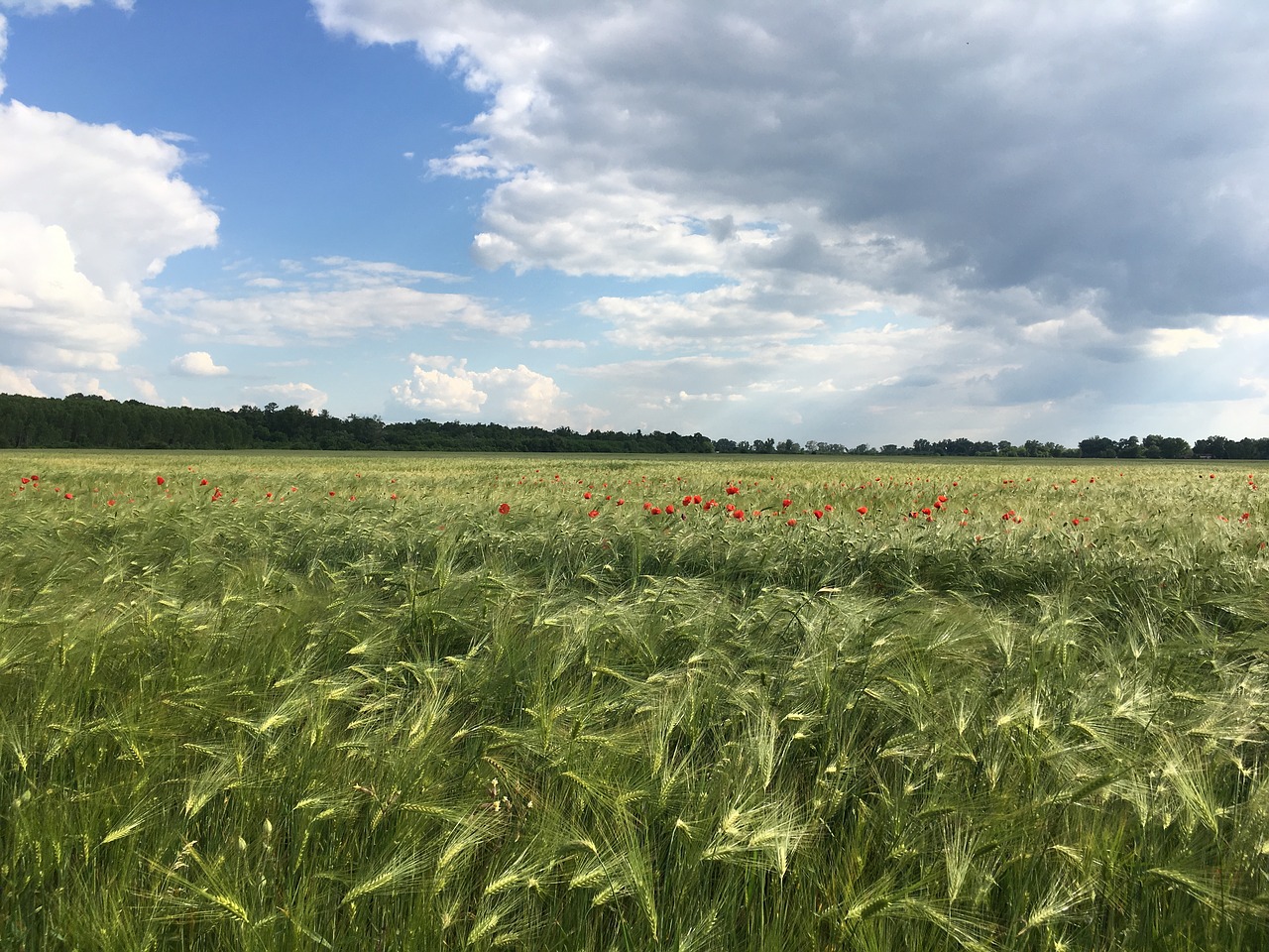 landscape grass field free photo