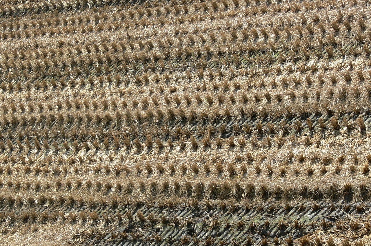 landscape in rice field harvest free photo