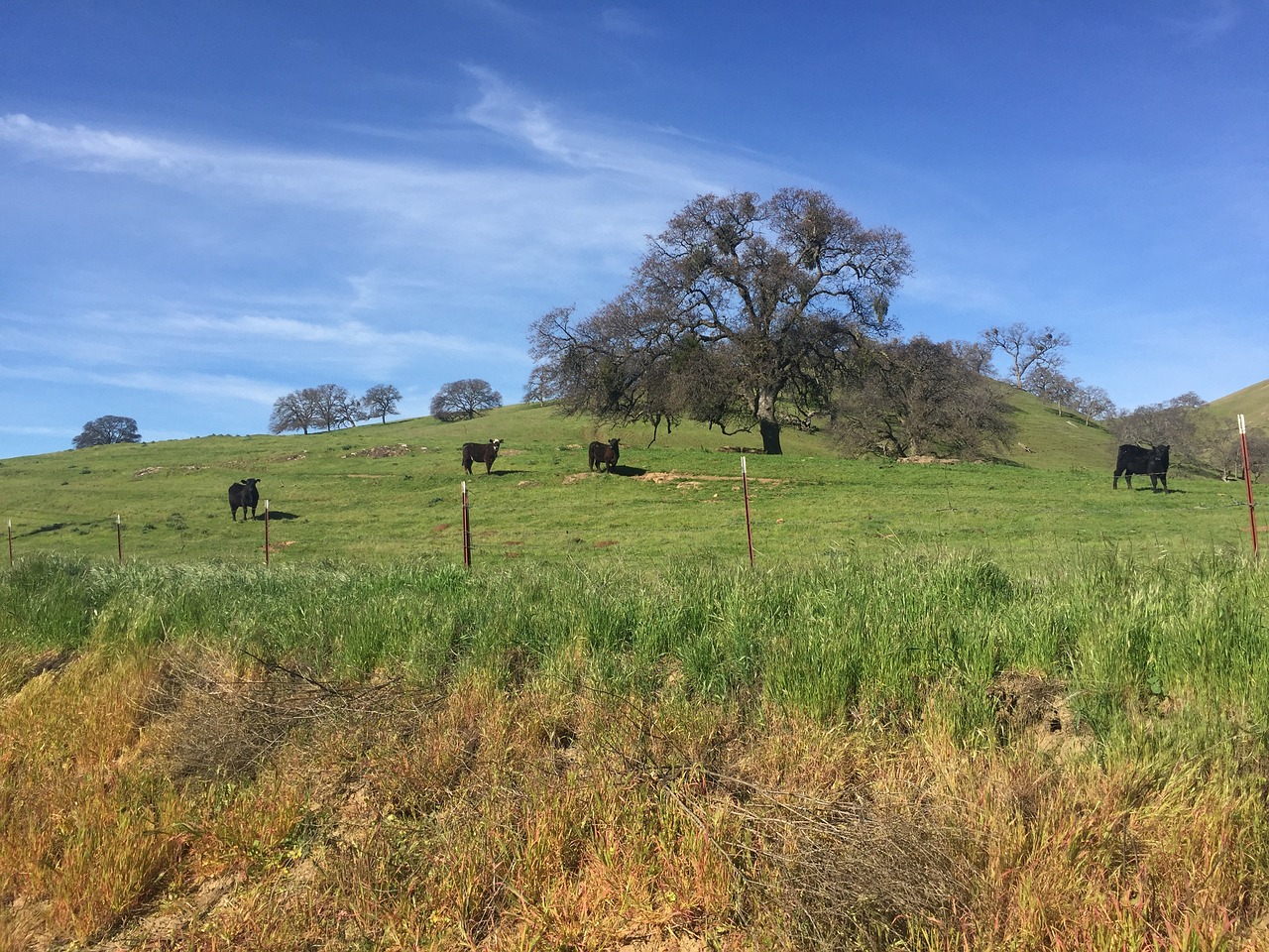 landscape green tree free photo