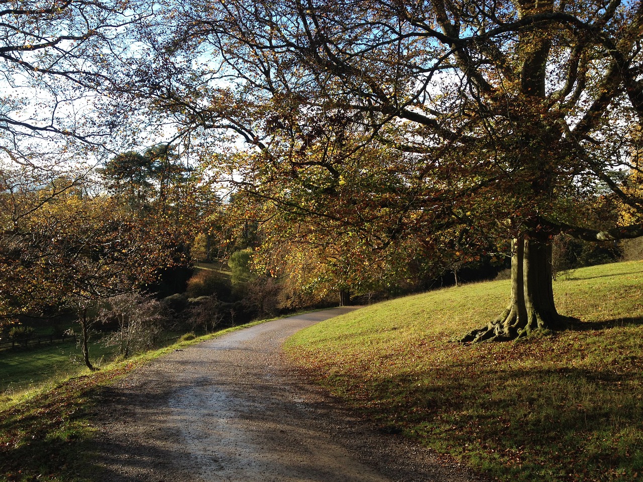 landscape trees scenery free photo