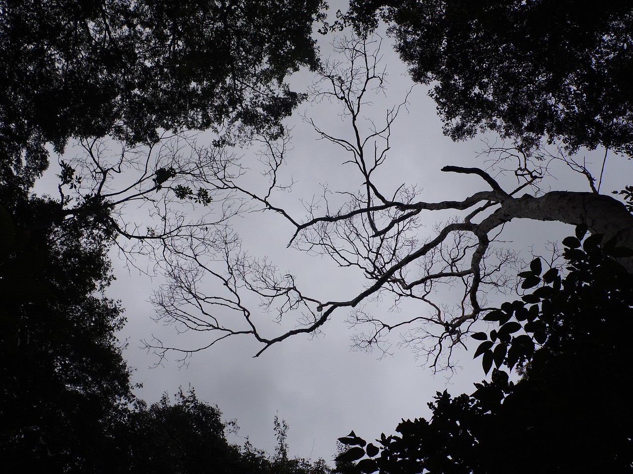 landscape cloudy forest free photo