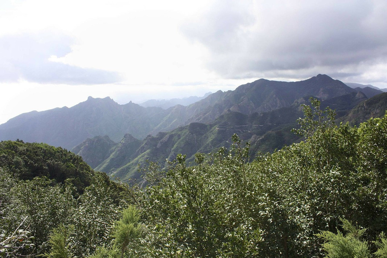 landscape tenerife plant free photo