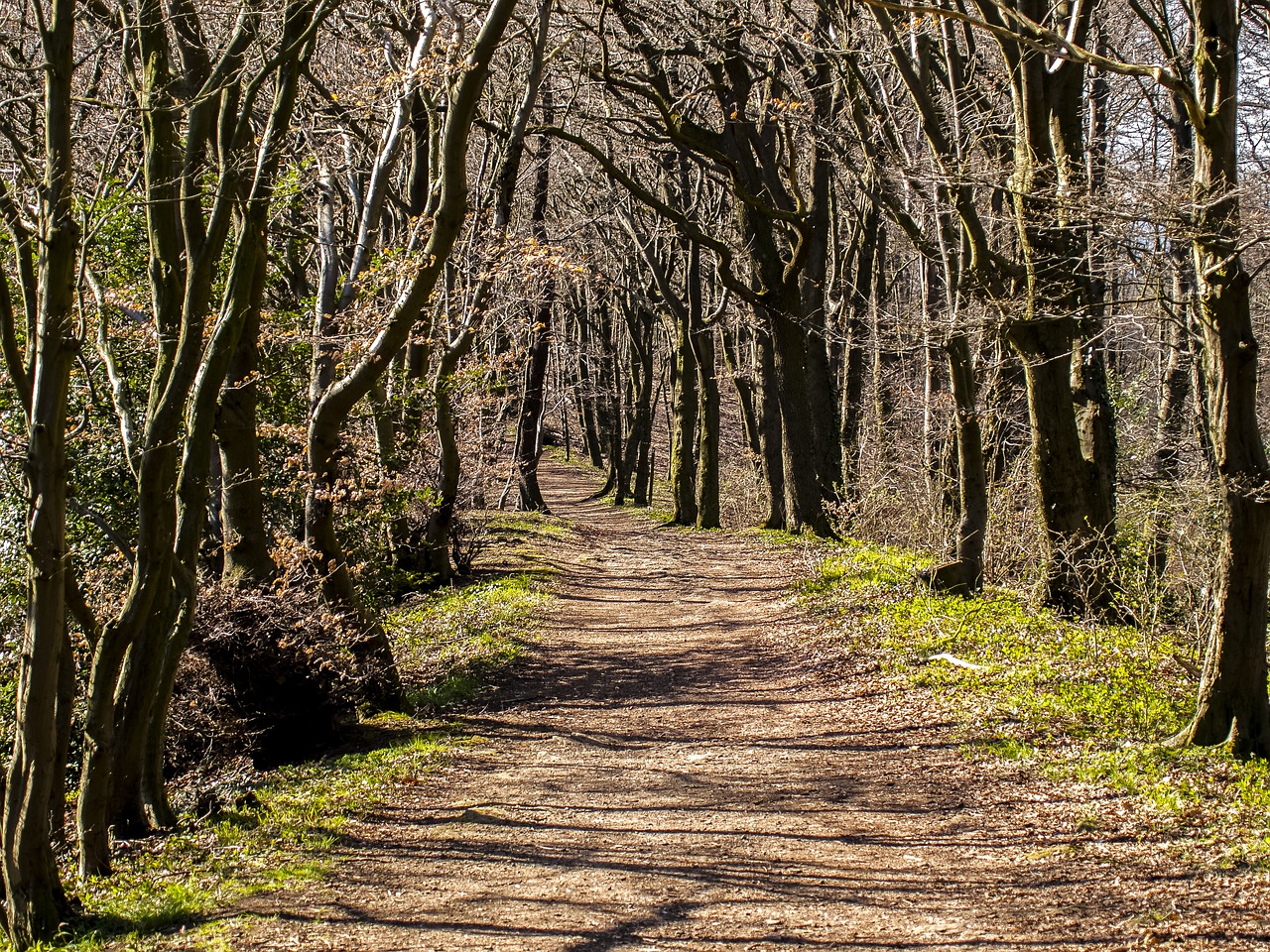 landscape forest nature free photo