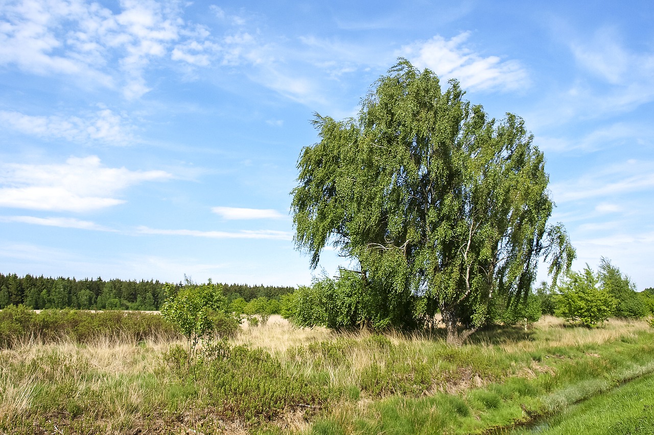 landscape birch nature free photo