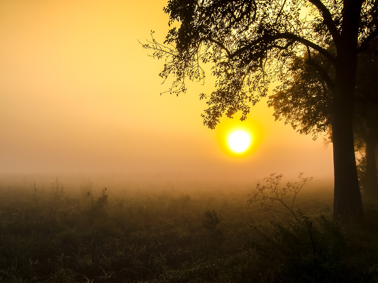 landscape fog sunrise free photo