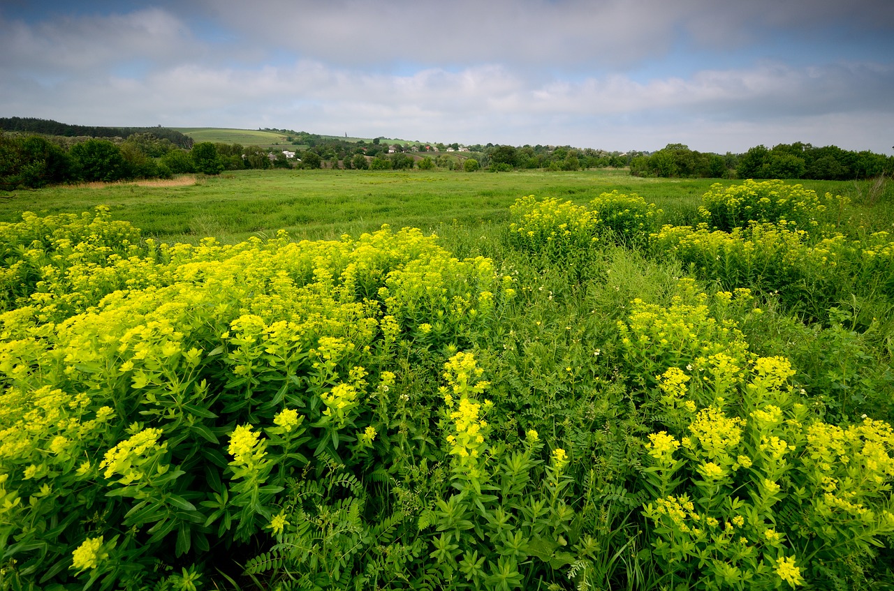 landscape ukraine grass free photo