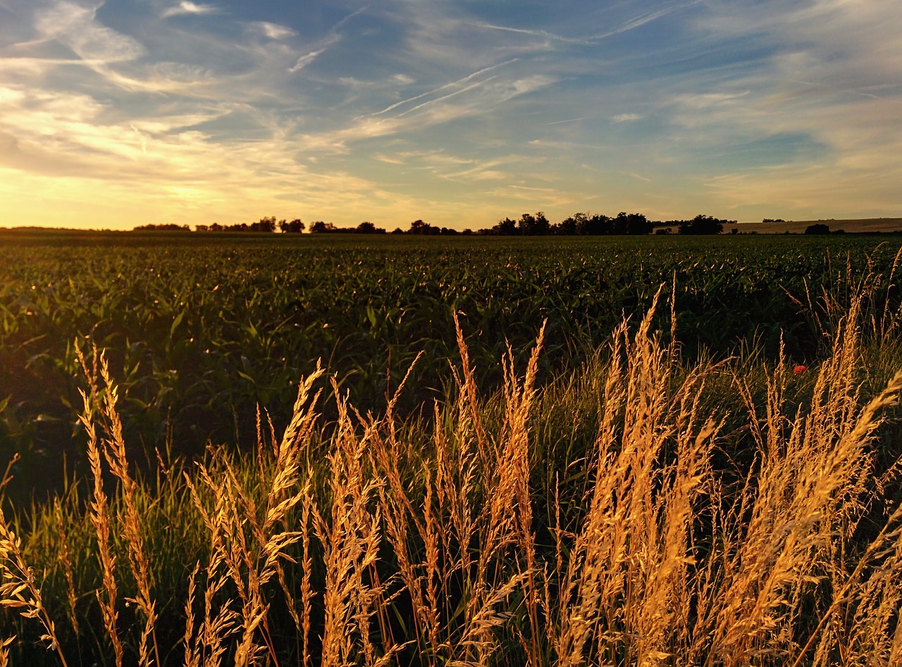 landscape sunset field free photo