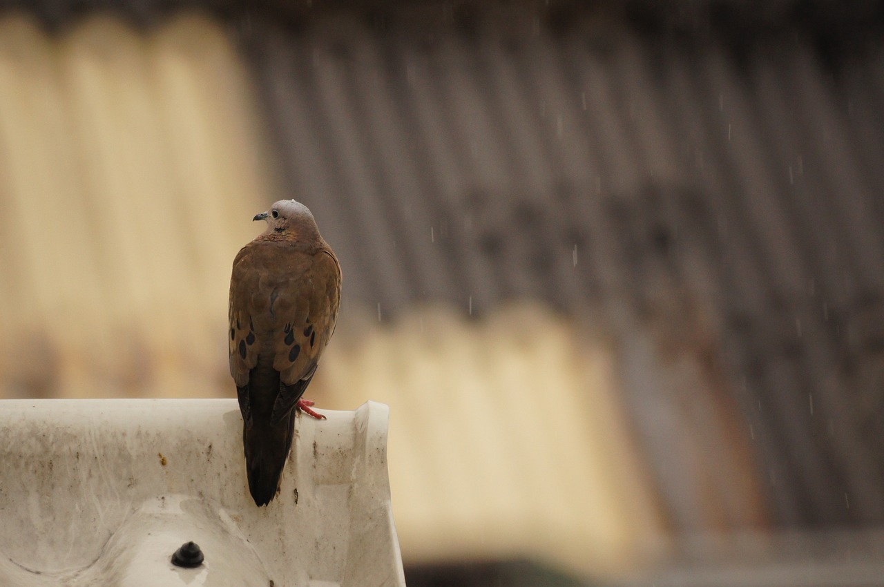 landscape fauna armenia free photo