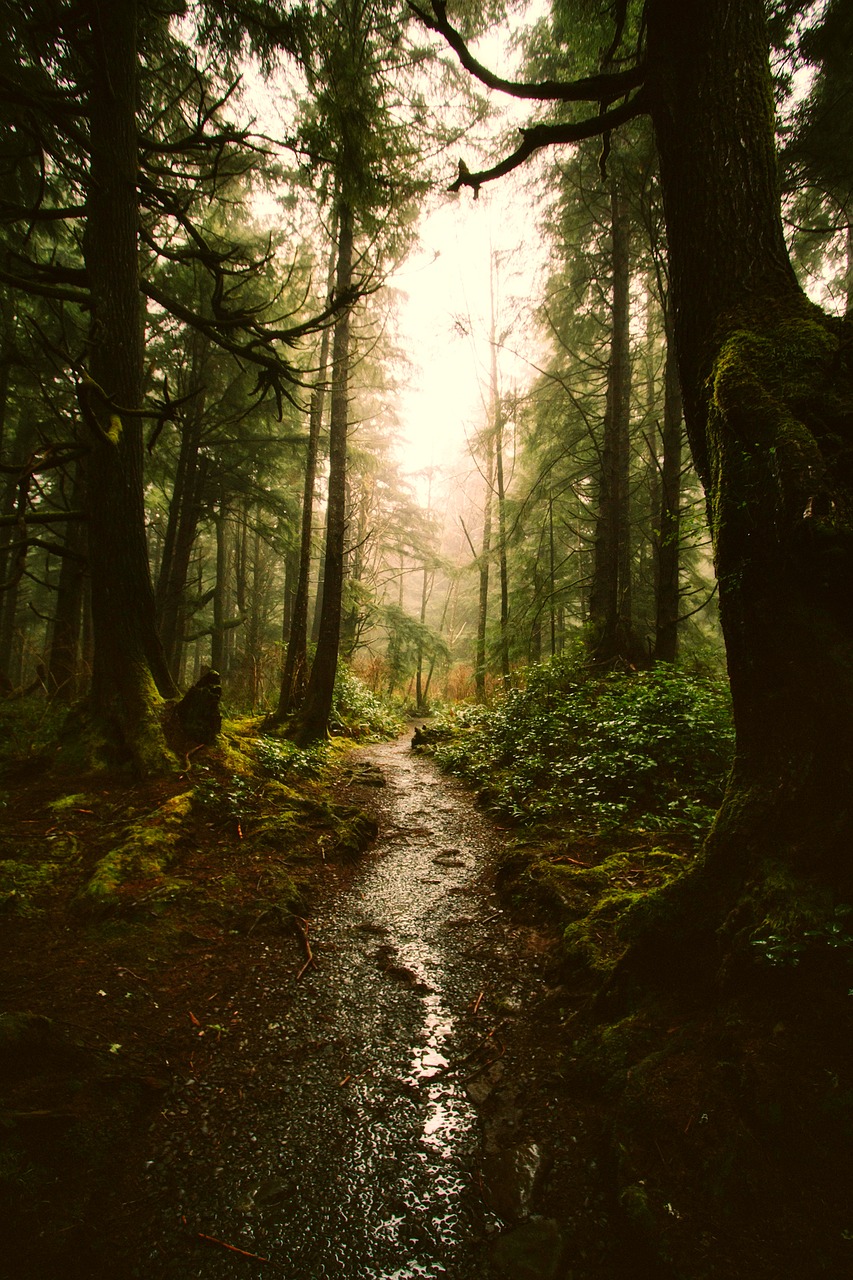 landscape forest trees free photo