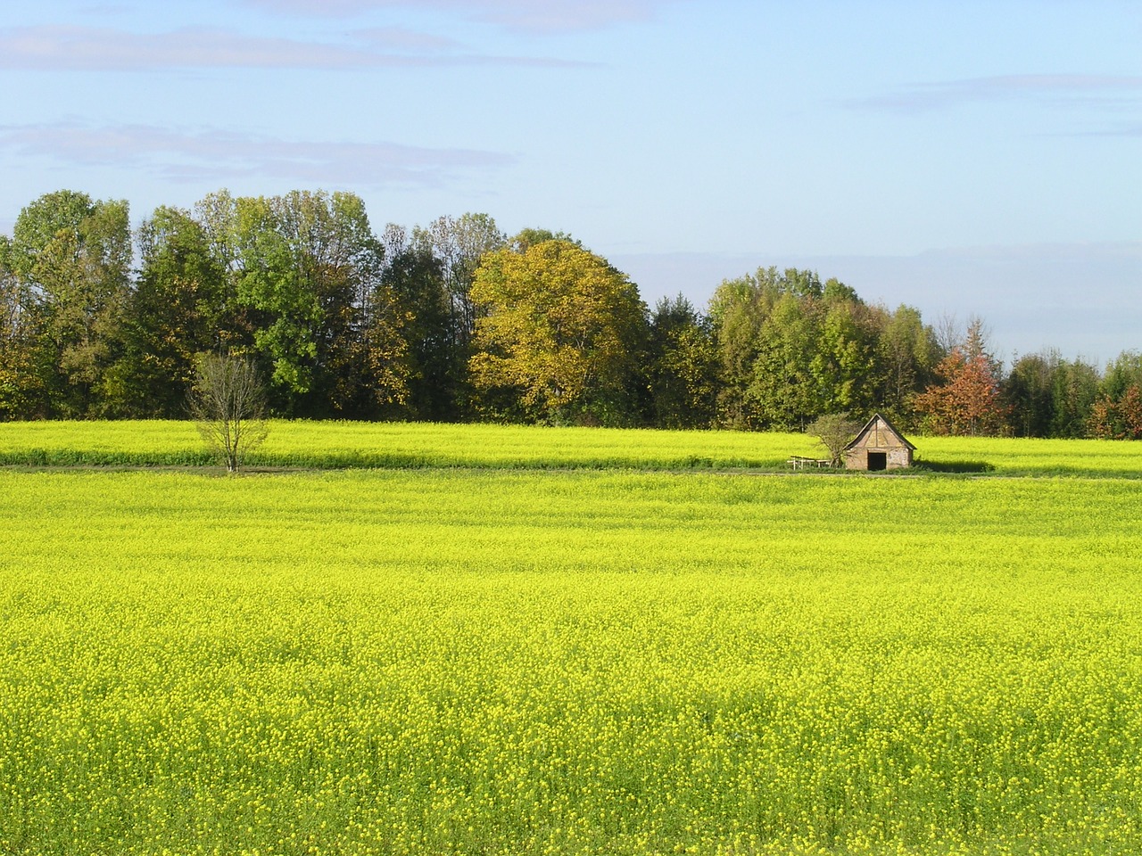 landscape flowers field of rapeseeds free photo