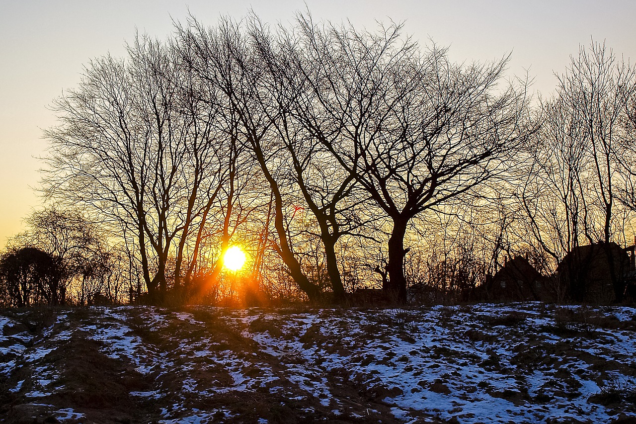 landscape trees sun free photo