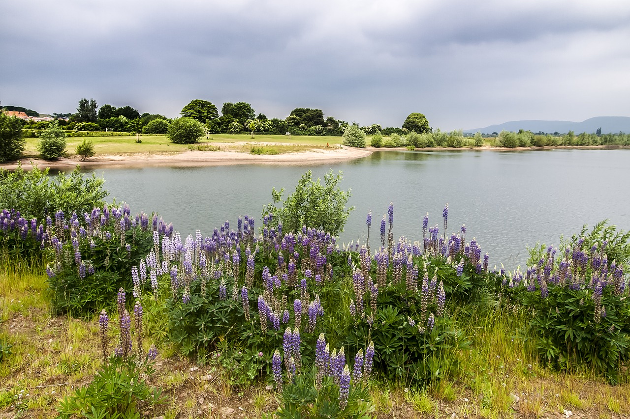 landscape pond nature free photo